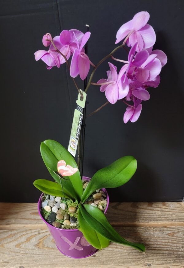 Orchid Flower Gift